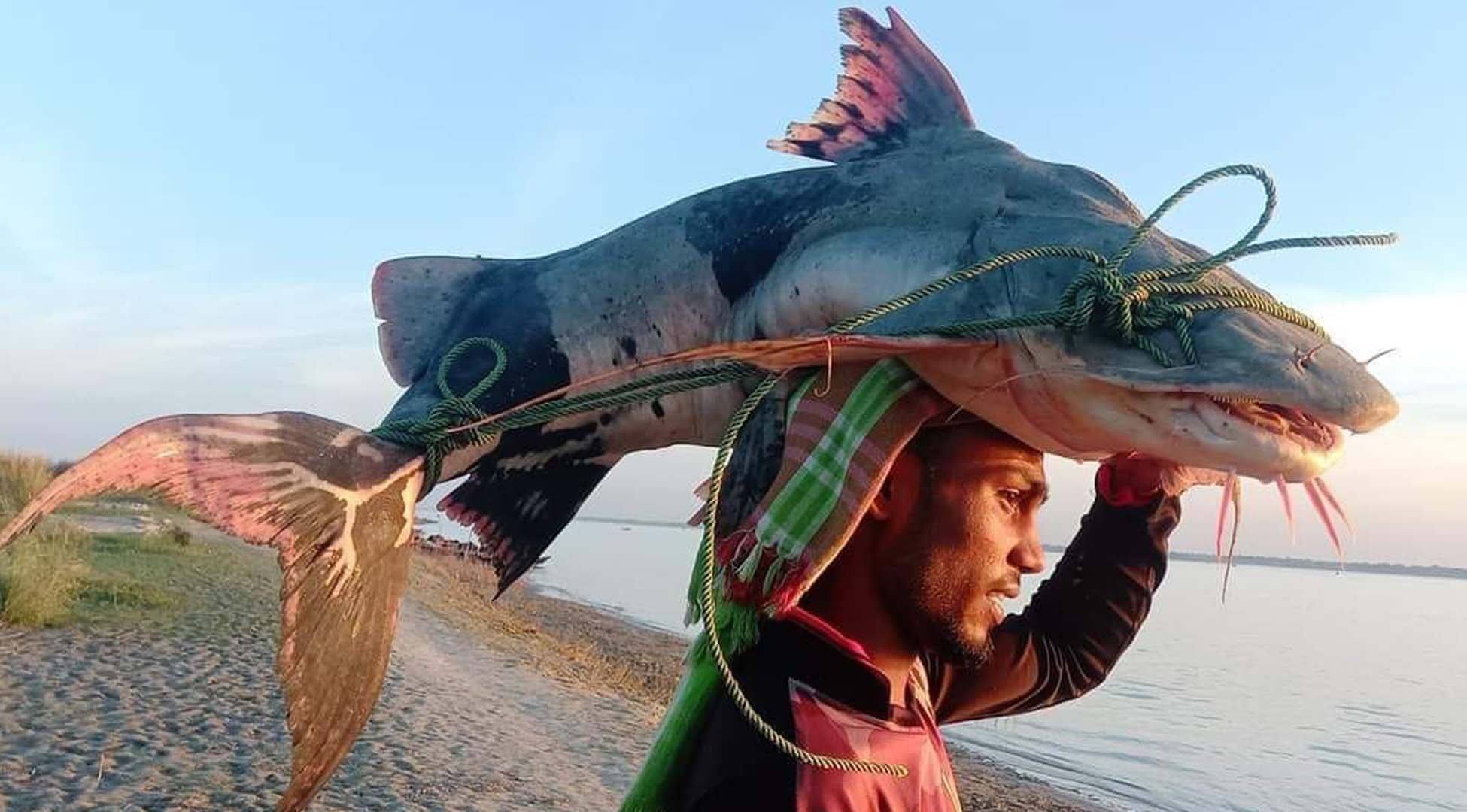 ছবিঃ সংগৃহীত