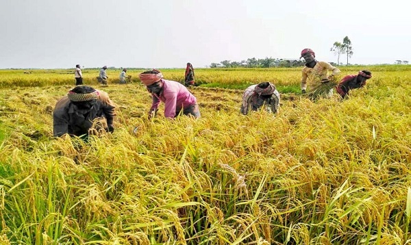 ব্যস্ত সময় পার করছেন কৃষাণ-কৃষাণীরা