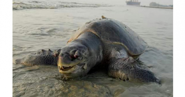 ছবি: কমল দাশ