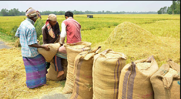 আমন সংগ্রহে লক্ষ্যমাত্রা অর্জন করতে চায় সরকার-  ফাইল ছবি