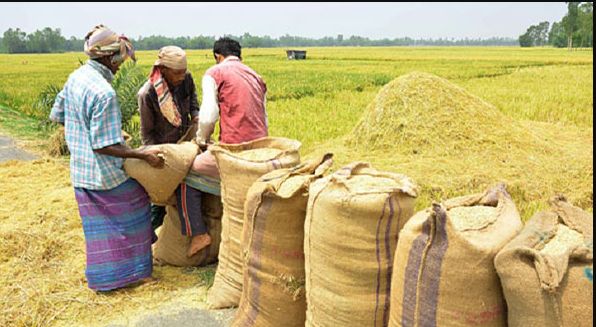 আমন সংগ্রহে লক্ষ্যমাত্রা অর্জন করতে চায় সরকার-  ফাইল ছবি