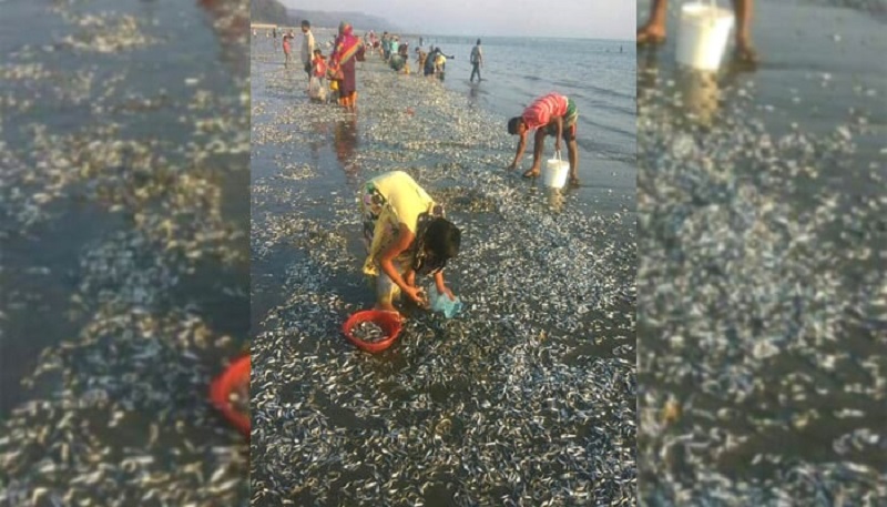 ছবিঃ ইন্টারনেট 