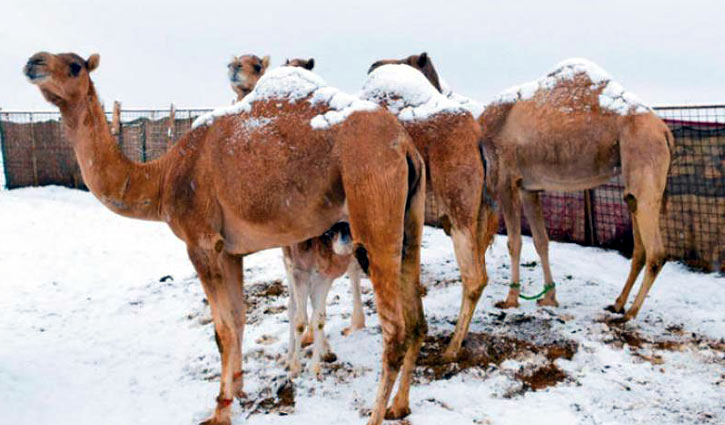 ছবি - সংগৃহীত