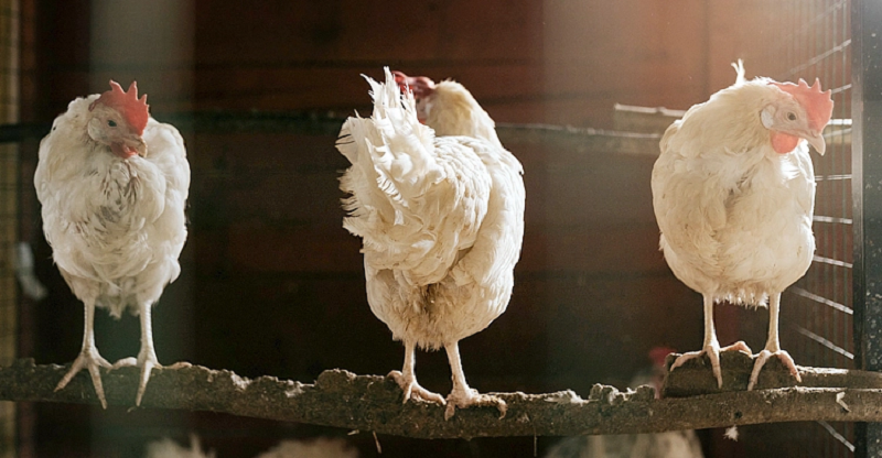 ছবি - সংগৃহীত