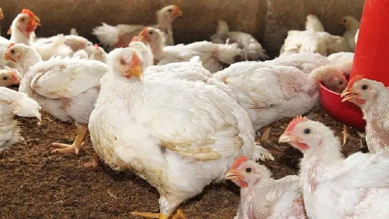 ছবি - সংগৃহীত