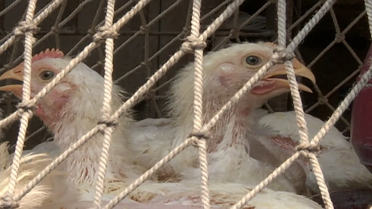 ছবি - সংগৃহীত