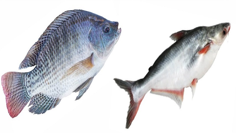 ছবি - সংগৃহীত