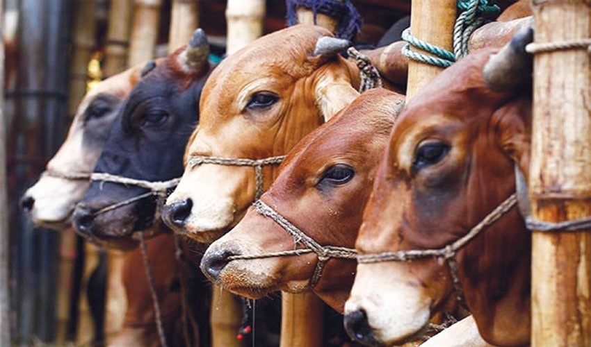 ছবি - সংগৃহীত