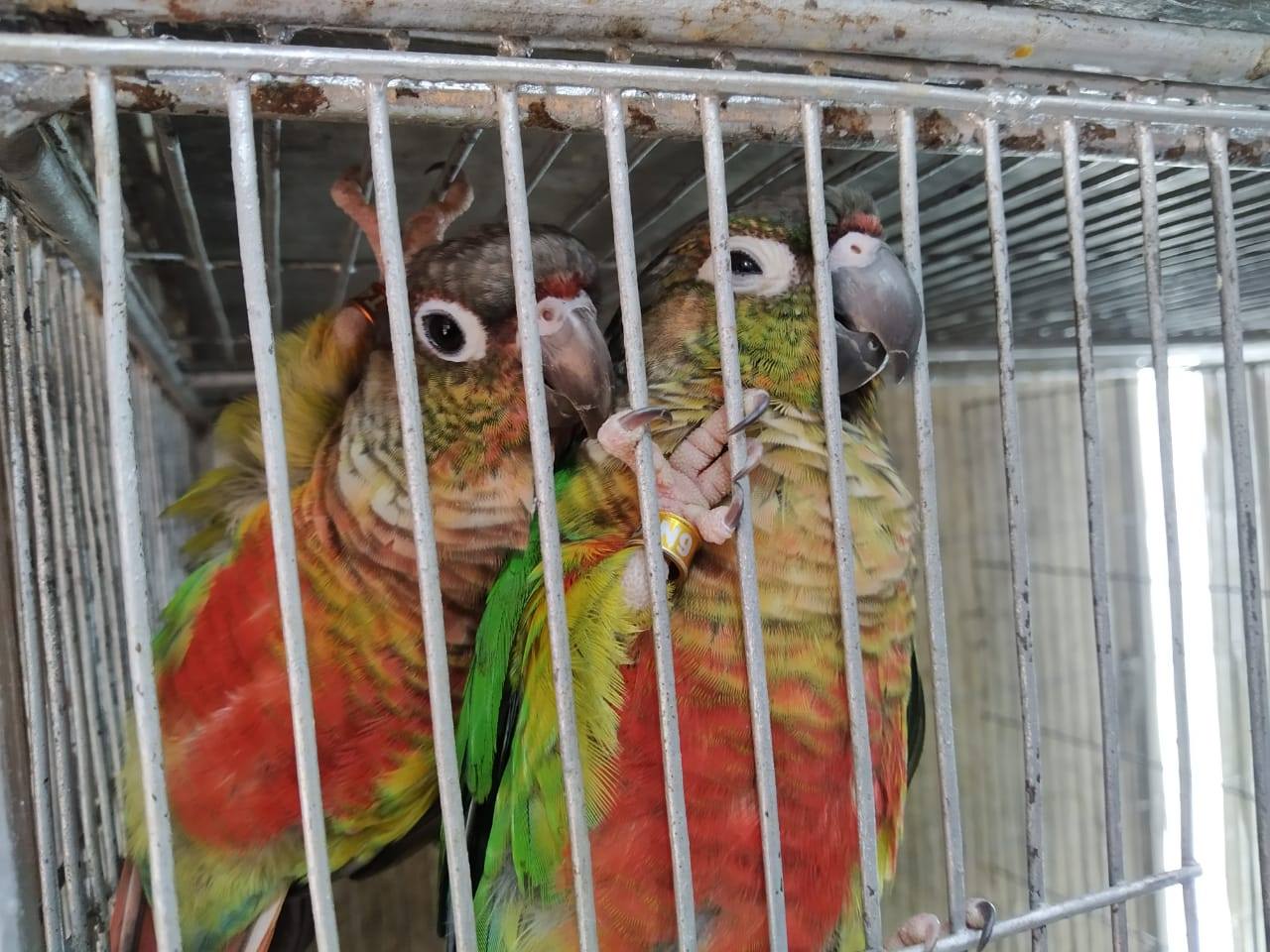 bird 2